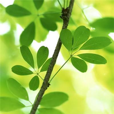 玛莎与熊披萨店游戏(暂未上线)v1.0.2 安卓版